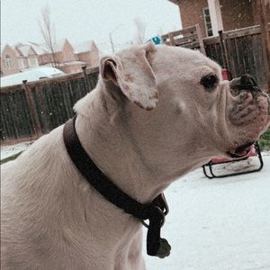 Meet your Posher, Abby